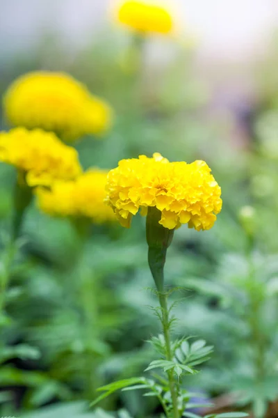Gelbe Ringelblumen Sind Groß Schön Garten Als Produkt Der Landwirtschaft — Stockfoto