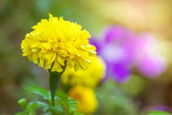 黄色的金盏花很大 园中的美丽是农业的产物 — 图库照片