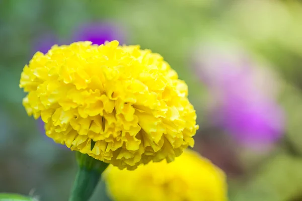 Gelbe Ringelblumen Sind Groß Schön Garten Als Produkt Der Landwirtschaft — Stockfoto