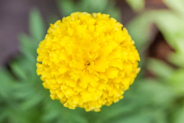 Gelbe Ringelblumen Sind Groß Schön Garten Als Produkt Der Landwirtschaft — Stockfoto