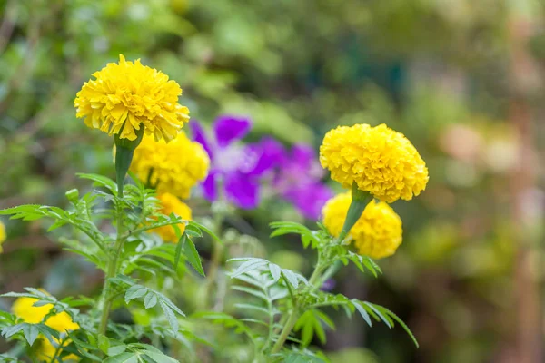 Les Soucis Jaunes Sont Grands Beaux Dans Jardin Comme Produit — Photo