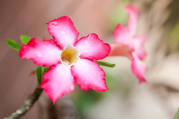Desert Roses Beautifully Used Garden Decoration — Stock Photo, Image