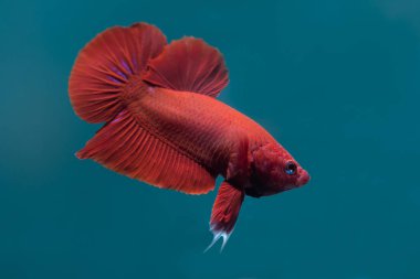 Daha iyi kırmızı balık, Siyam mücadele balık, üzerinde mavi arka plan izole.