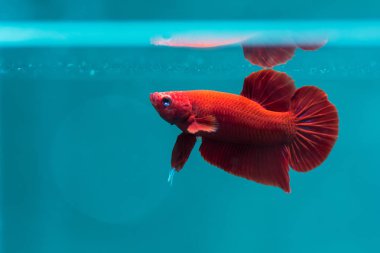 Daha iyi kırmızı balık, Siyam mücadele balık, üzerinde mavi arka plan izole.