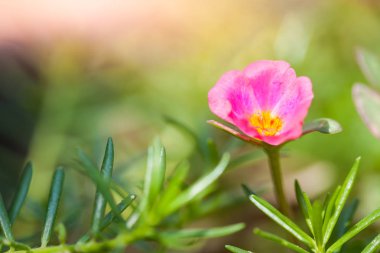 Küçük parlak pembe çiçekler (Semizotu L.) kırılgan ve güzel yaprakları ile.