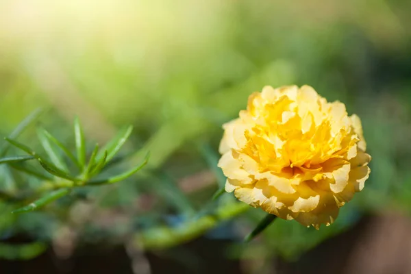 Pequeñas Flores Color Amarillo Brillante Portulaca Oleracea Con Pétalos Frágiles —  Fotos de Stock