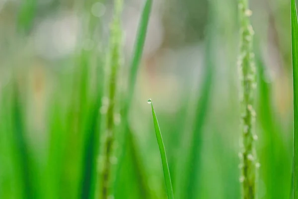 Der Grüne Reis Und Das Schöne Reiskorn Morgen Mit Tautropfen — Stockfoto