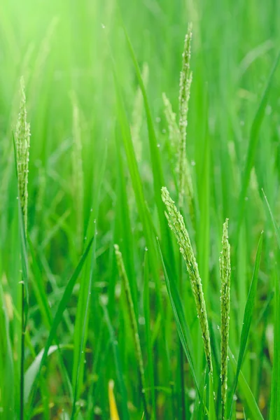 Der Grüne Reis Und Das Schöne Reiskorn Morgen Mit Tautropfen — Stockfoto