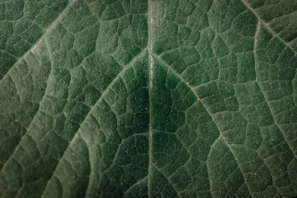 Rincian dan tekstur daun hijau dalam bentuk abstrak — Stok Foto