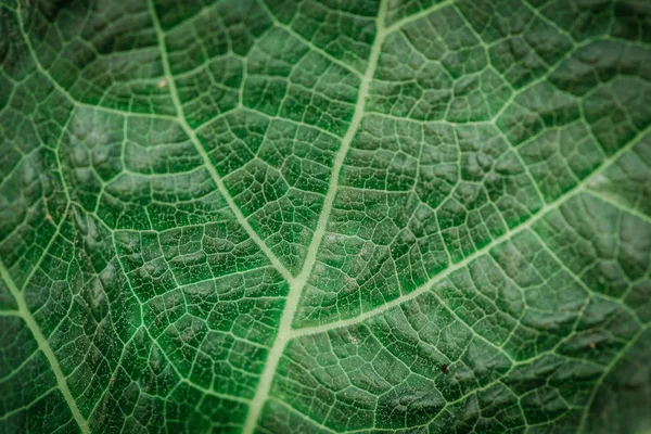 Details en texturen van groene bladeren in abstracte vorm — Stockfoto