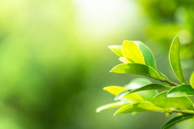 Bahçedeki bulanık yeşil arkaplanda yeşil yaprağın doğa görünümünü kapatır. Metni veya karakterleri yapıştırmak için arkaplan resmi olarak kullanın