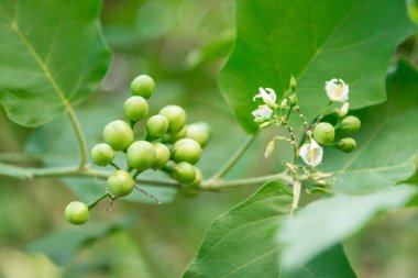 Bahçedeki ağaçta yeşil hindi dalı ve çiçek. Hindi üzümü ya da patlıcan. Tayland yemeği için ham madde..