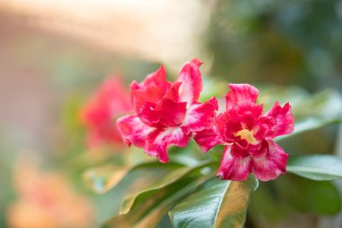 Bahçedeki kırmızı çöl gülü