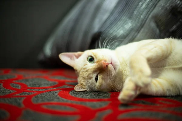 Gato Laranja Está Olhando Atentamente — Fotografia de Stock
