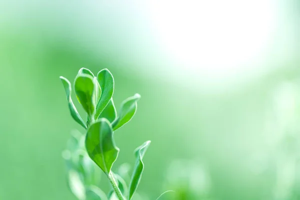 Leaves Close Nature View Green Leaf Blurred Greenery Background Garden — Stock Photo, Image