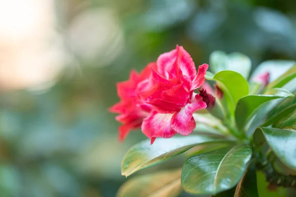Red Desert Rose Flower Garden — Stock Photo, Image