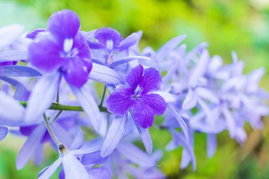 Güzel mor çelenk sarmaşığı (Petrea Volubilis) veya bulanık arkaplanda kraliçenin sarmaşığı
