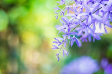 Güzel mor çelenk sarmaşığı (Petrea Volubilis) veya bulanık arkaplanda kraliçenin sarmaşığı