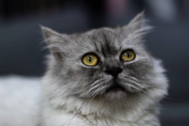 Sarı gözlü gri kedi oturuyordu ve kameraya bakıyordu bulanık arka plandan ayrılmıştı.