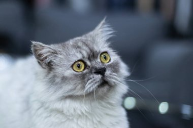 Sarı gözlü gri kedi oturuyordu ve kameraya bakıyordu bulanık arka plandan ayrılmıştı.