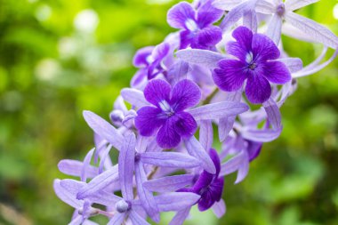 Güzel mor çelenk sarmaşığı (Petrea Volubilis) veya bulanık arkaplanda kraliçenin sarmaşığı