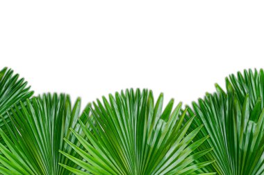 Tek yeşil palmiye yaprağı yüzeyde kapalı beyaz arkaplan