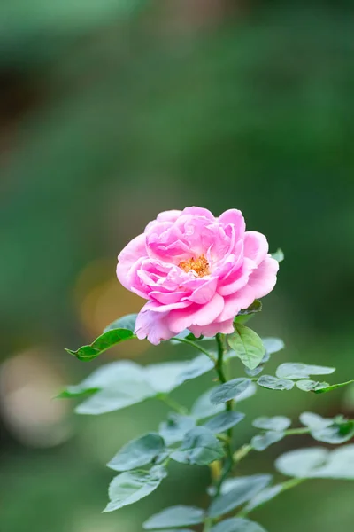 Pink Rose Garden Close — Stock Photo, Image