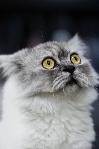 Gato Cinzento Com Olhos Amarelos Sentado Olhando Para Câmera Separado — Fotografia de Stock