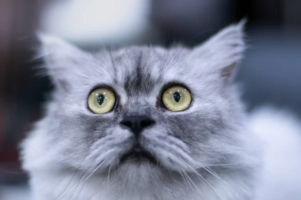 Gato Gris Con Ojos Amarillos Sentado Mirando Cámara Separado Fondos —  Fotos de Stock