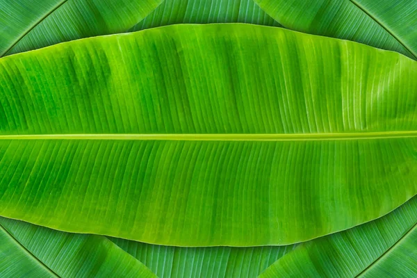Banana Leaves Banana Leaves Bright Natural Green Used Background — Stock Photo, Image