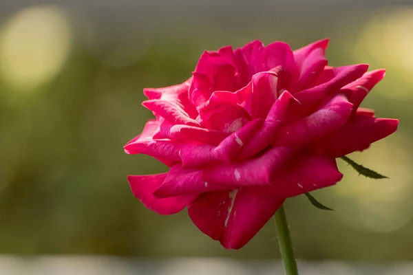 Κόκκινο Τριαντάφυλλο Ένα Κήπο Που Είναι Κοντά — Φωτογραφία Αρχείου