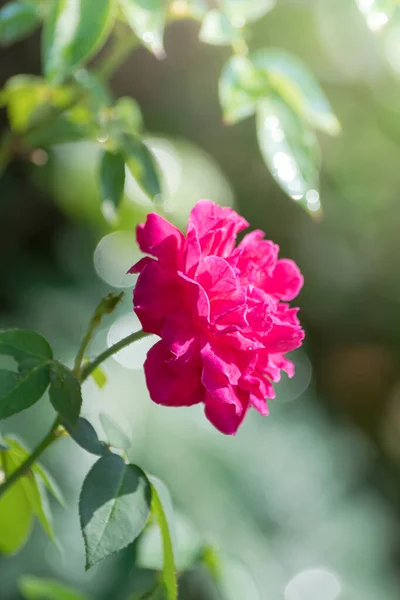 Red Rose Garden Close — Stock Photo, Image