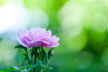 Pembe gül, yakın bir bahçede..