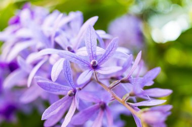 Güzel mor çelenk sarmaşığı (Petrea Volubilis) veya bulanık arkaplanda kraliçenin sarmaşığı