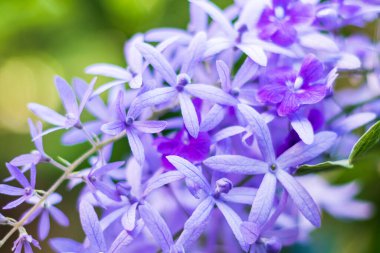 Güzel mor çelenk sarmaşığı (Petrea Volubilis) veya bulanık arkaplanda kraliçenin sarmaşığı