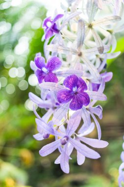 Güzel mor çelenk sarmaşığı (Petrea Volubilis) veya bulanık arkaplanda kraliçenin sarmaşığı