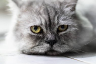 Sarı gözlü gri kedi oturuyordu ve kameraya bakıyordu bulanık arka plandan ayrılmıştı.