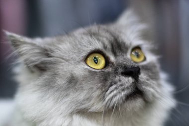 Sarı gözlü gri kedi oturuyordu ve kameraya bakıyordu bulanık arka plandan ayrılmıştı.