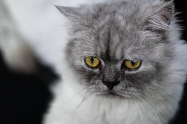 Sarı gözlü gri kedi oturuyordu ve kameraya bakıyordu bulanık arka plandan ayrılmıştı.