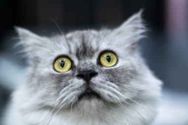 Sarı gözlü gri kedi oturuyordu ve kameraya bakıyordu bulanık arka plandan ayrılmıştı.