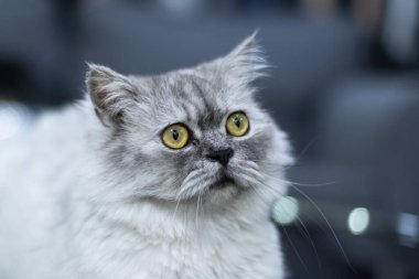 Sarı gözlü gri kedi oturuyordu ve kameraya bakıyordu bulanık arka plandan ayrılmıştı.