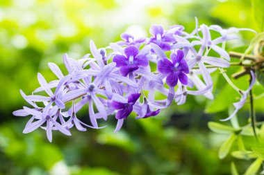 Güzel mor çelenk sarmaşığı (Petrea Volubilis) veya bulanık arkaplanda kraliçenin sarmaşığı