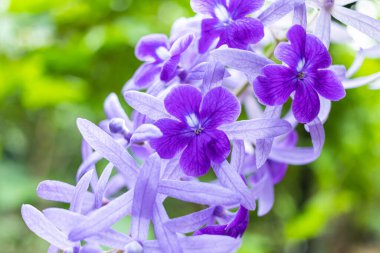 Güzel mor çelenk sarmaşığı (Petrea Volubilis) veya bulanık arkaplanda kraliçenin sarmaşığı