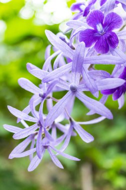 Güzel mor çelenk sarmaşığı (Petrea Volubilis) veya bulanık arkaplanda kraliçenin sarmaşığı