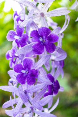 Güzel mor çelenk sarmaşığı (Petrea Volubilis) veya bulanık arkaplanda kraliçenin sarmaşığı