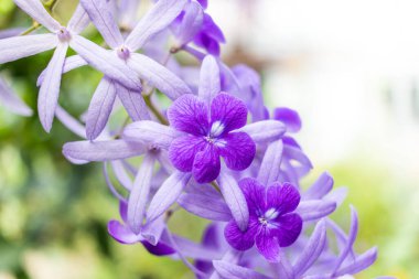 Güzel mor çelenk sarmaşığı (Petrea Volubilis) veya bulanık arkaplanda kraliçenin sarmaşığı