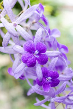 Güzel mor çelenk sarmaşığı (Petrea Volubilis) veya bulanık arkaplanda kraliçenin sarmaşığı
