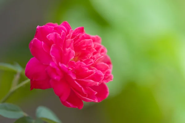 Red Rose Garden Close — Stock Photo, Image