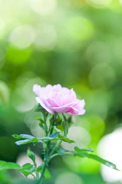 Roze Roos Een Tuin Die Dichtbij — Stockfoto