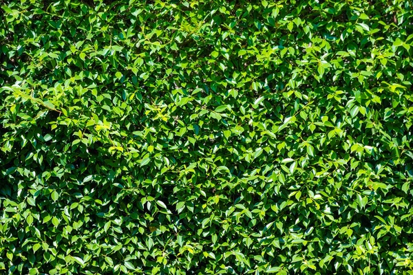 Grüner Laubhintergrund Garten — Stockfoto